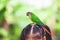 Beautiful parrot birds standing on child head. Asian child girl play with her pet parrot bird with fun