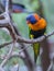 Beautiful parrot Coconut Lorikeet