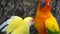 Beautiful parrot colorful bird orange