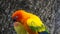 Beautiful parrot colorful bird orange