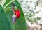 Beautiful parrot eating the banana\'s flower