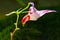 Beautiful parrot flower in forest Thailand.