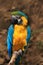 Beautiful parrot. Portrait of blue-and-yellow macaw, Ara ararauna, also known as the blue-and-gold macaw, is a large South America