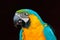 Beautiful parrot. Portrait of blue-and-yellow macaw, Ara ararauna, detail portrait of macaw, large South American parrot with blue