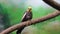 Beautiful parrot sitting on branch in enclosure. Cute corella bird in zoo.