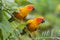 Beautiful parrot sun conure