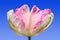 Beautiful parrot tulip, tricolor, against blue sky