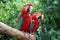 Beautiful parrots in Sentosa park, Singapore