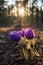 Ð Beautiful pasque or anemone wild flowers in spring forest during sunset