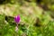 A beautiful pasque flower in sunshine. Macro shot of purple flower growing in forest with green blurred background