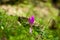 A beautiful pasque flower in sunshine. Macro shot of purple flower growing in forest with green blurred background