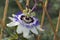 Beautiful passiflora