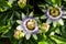 Beautiful Passiflora caerulea