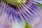 Beautiful passiflora caerulea. Tropical passion flower