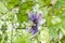 Beautiful passiflora caerulea. Tropical passion flower