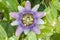 Beautiful passiflora caerulea. Tropical passion flower