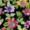 Beautiful passion flowers passiflora on climbing twigs with leaves and tendrils on black background. Seamless floral pattern