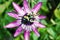 Beautiful passion fruit flower or Passiflora Passifloraceae. Evergreen tropical vine. A bee flies over an exotic flower for nec