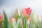 Beautiful pastel pink tulip in a sunny day, blue sky in Osaka Japan