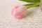 Beautiful Pastel pink and White Tulip on Handwriting Paper