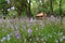 Beautiful Pastel Purple Murdannia Flower Field with a Tiny Cottage in Background