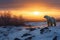 Beautiful pastel sunset scene with a polar bear and snow