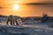 Beautiful pastel sunset scene with a polar bear and snow