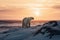 Beautiful pastel sunset scene with a polar bear and snow