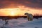 Beautiful pastel sunset scene with a polar bear and snow