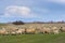 Beautiful pastoral  scenery in autumn, with a flock sheep grazing on a pasture by the river