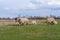 Beautiful pastoral  scenery in spring, with a flock sheep grazing on a pasture by the river