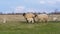 Beautiful pastoral  scenery in spring, with a flock sheep grazing on a pasture by the river