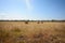 Beautiful pasture field with hay bales