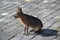 A beautiful Patagonian mara standing sideways on a paving stone