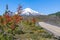 Beautiful Patagonian volcano in a forest lit by the rising sun of Patagonia