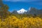 Beautiful Patagonian volcano in a forest lit by the rising sun of Patagonia