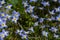 Beautiful Patch of Bluets Blooming Along the Blue Ridge Parkway