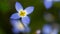 Beautiful Patch of Bluets Blooming Along the Blue Ridge Parkway