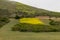 Beautiful patch of bright yellow deerweed flowers near Avila Beach in California