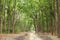 Beautiful path in the dense forest of Jim Corbett