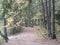 Beautiful path with  grass and pines around and some brown fallen leaves