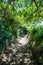 Beautiful path with green foliage and summer shadows for future