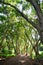 Beautiful path through tropical rain forest leading to Honolua Bay beach, Maui, Hawaii