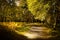 Beautiful path way through Aviemore forest in late summer with shadows and sun spots