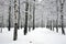 Beautiful pathway in birch grove with covered snow branches