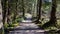 Beautiful Pathway in the colorful and vibrant Rain Forest