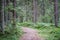 beautiful pathway in the green forest after the rain