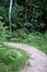 beautiful pathway in the green forest after the rain