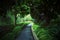 Beautiful Pathway Through Green Forest In Singapore