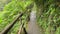 Beautiful pathway in the mountains. Narrow lane through the jungle in tropical wild rainforest. Road leading to